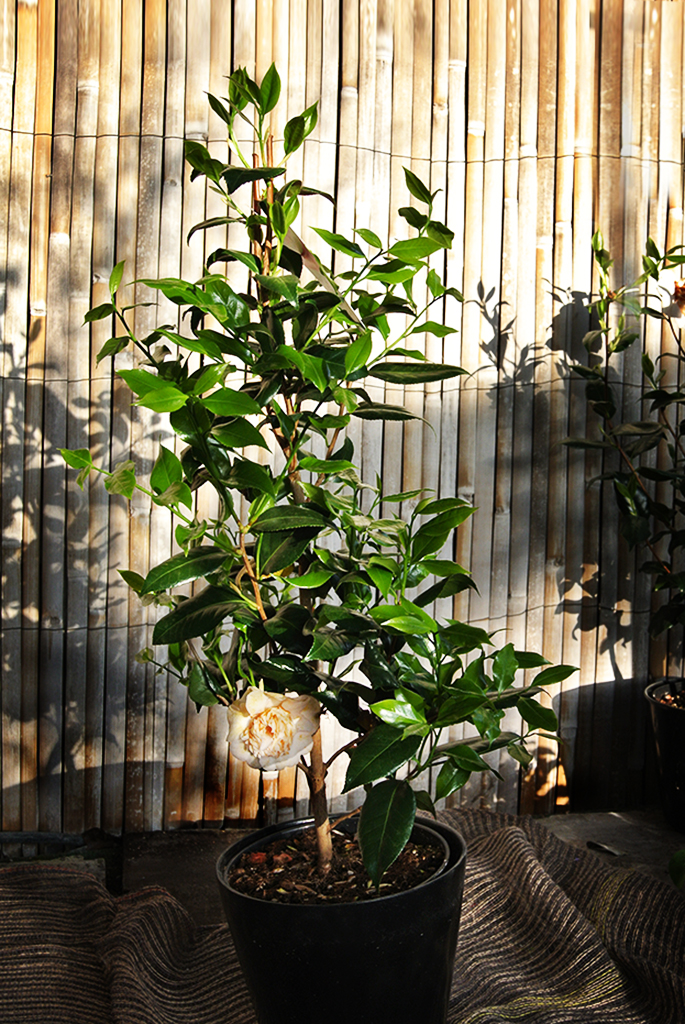 Camellia japonica weiß - Kamelie mit weißen Blüten