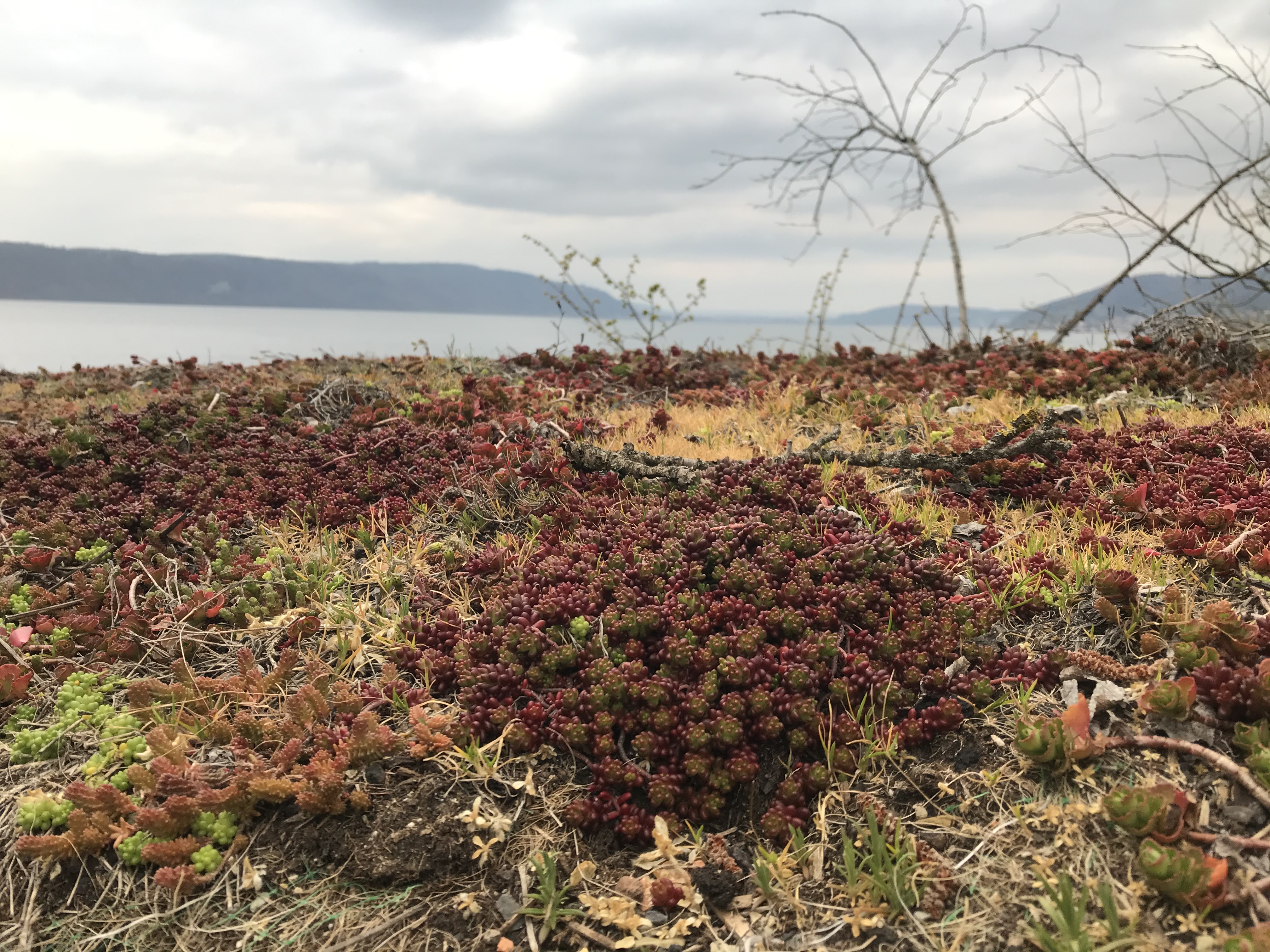 Rotmoos Mauerpfeffer, Sedum album Coral Carpet