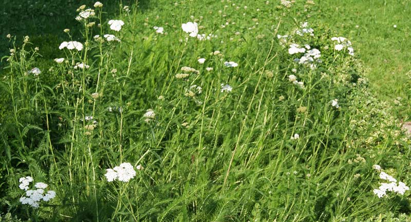 Schafgarbe, Achillea millefolium