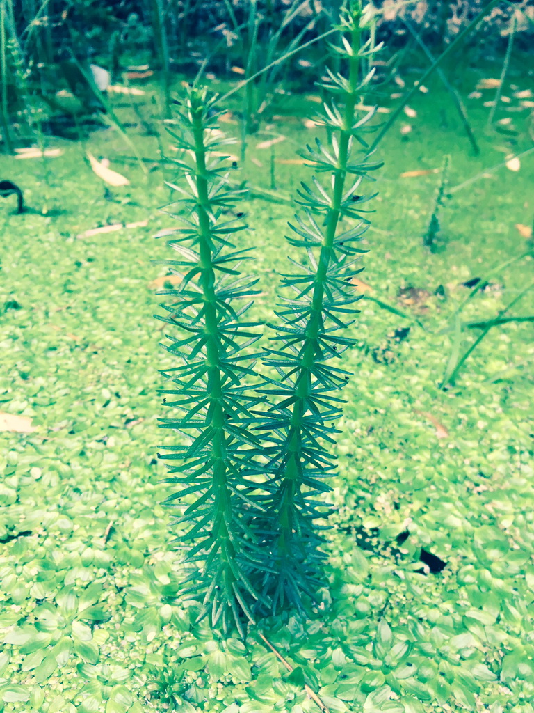 Elodea canadensis, Kanadische Wasserpest