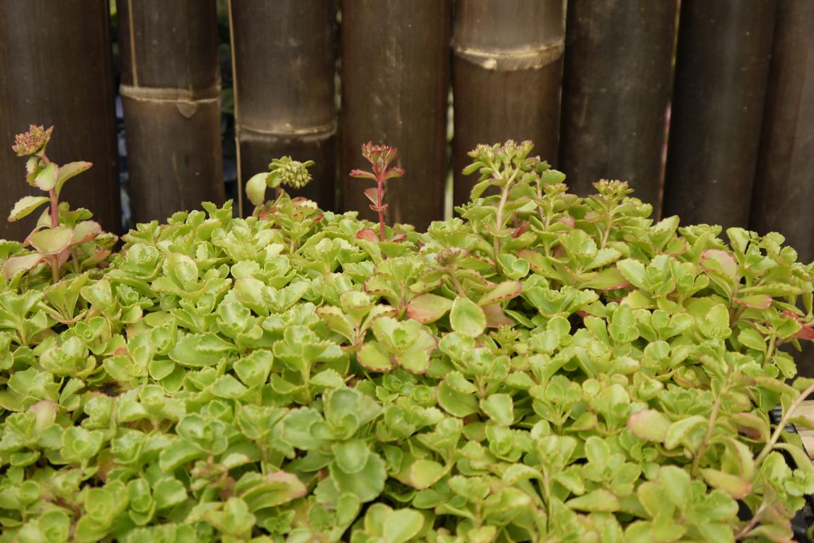 Teppichsedum, Sedum spurium rosa