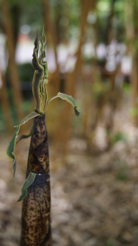 Zauber Bambus, Phyllostachys vivax Aureocaulis