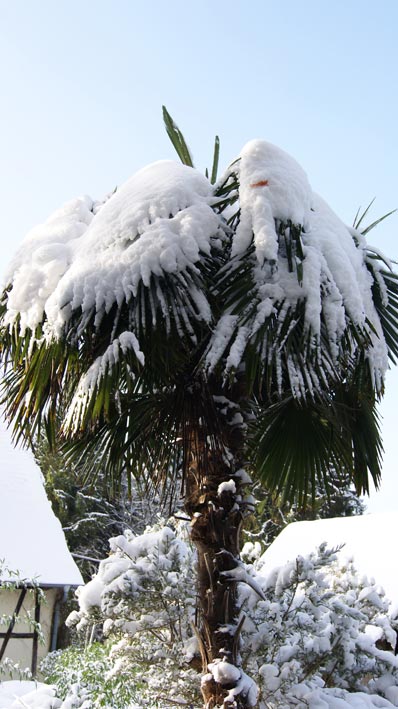 Winterharte Hanfpalme, Trachycarpus fortunei