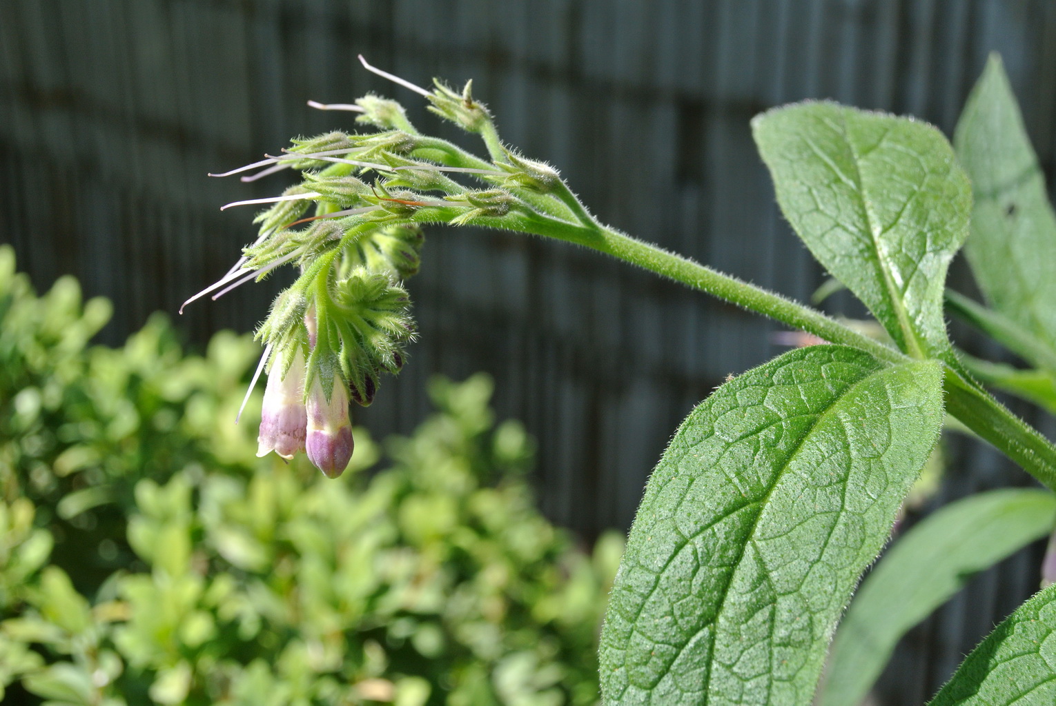 Beinwell, Symphytum officinale