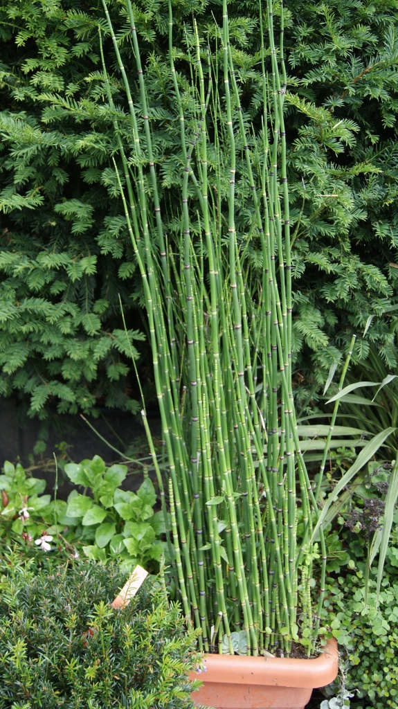 Riesenschachtelhalm, Equisetum hyemale var. robustum