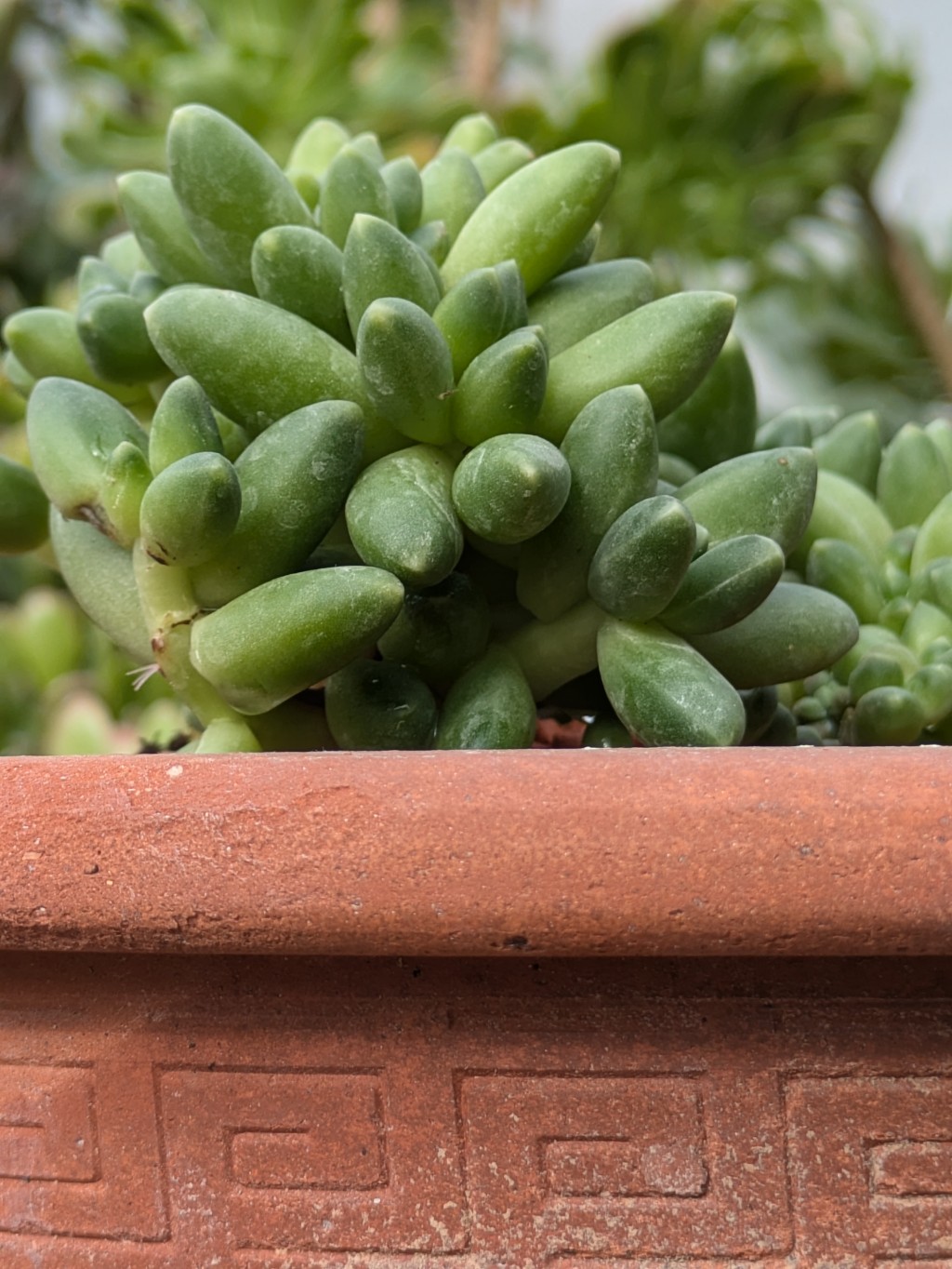 Mondstein, Pachyphytum compactum