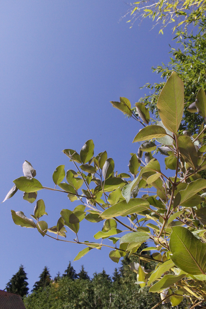 Purpur Mönchspfeffer - Vitex trifolia