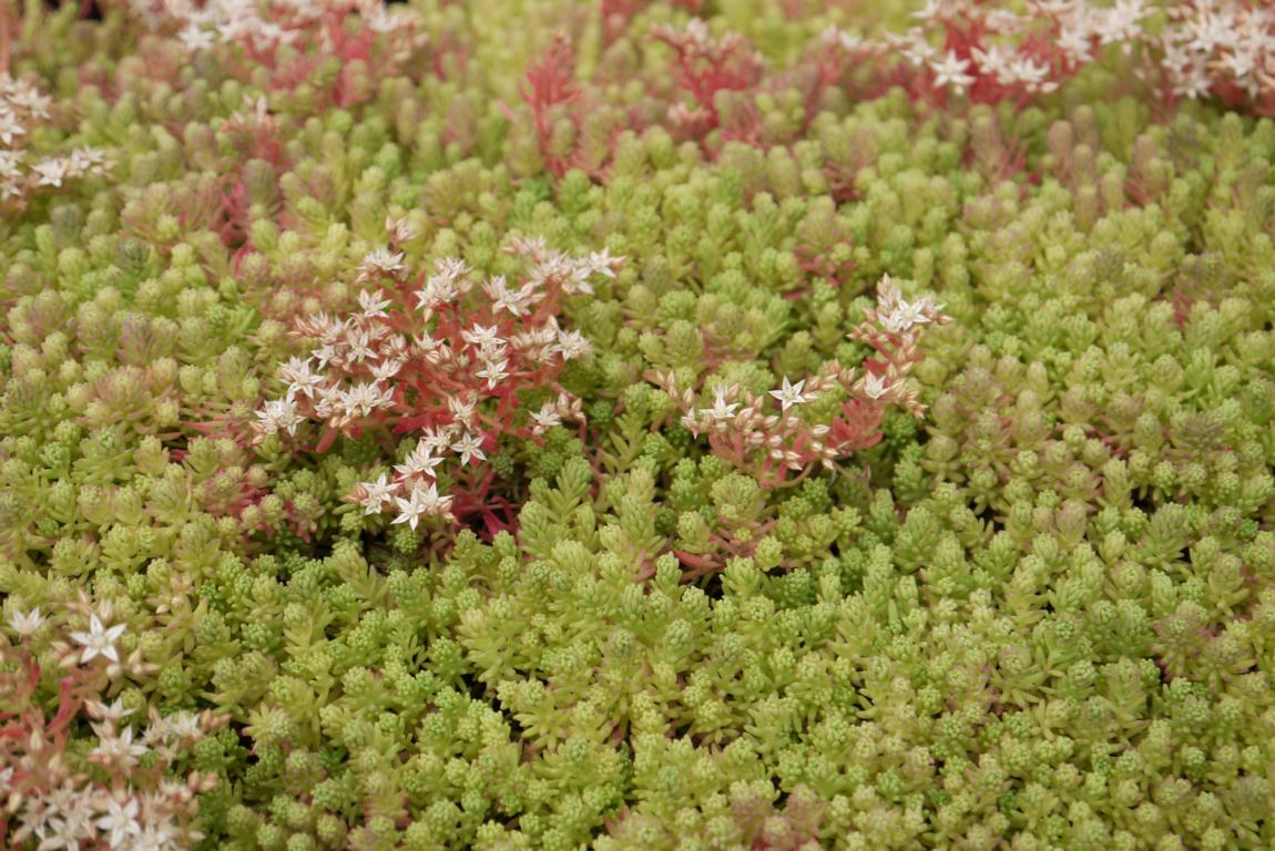 Spanischer Mauerpfeffer, Sedum hispanicum