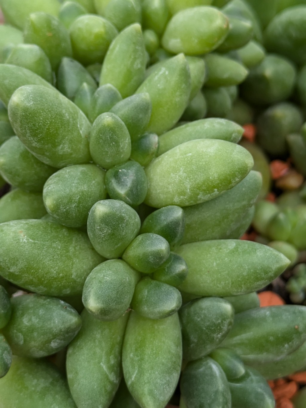 Mondstein, Pachyphytum compactum