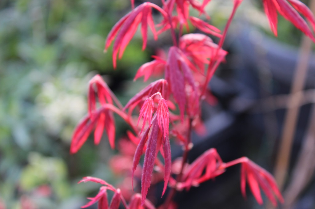 Japanischer Fächerahorn - Acer palmatum