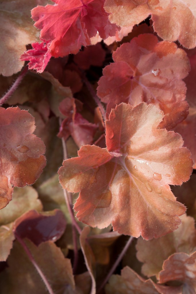 Purpurglöckchen, Heuchera Timeless Orange