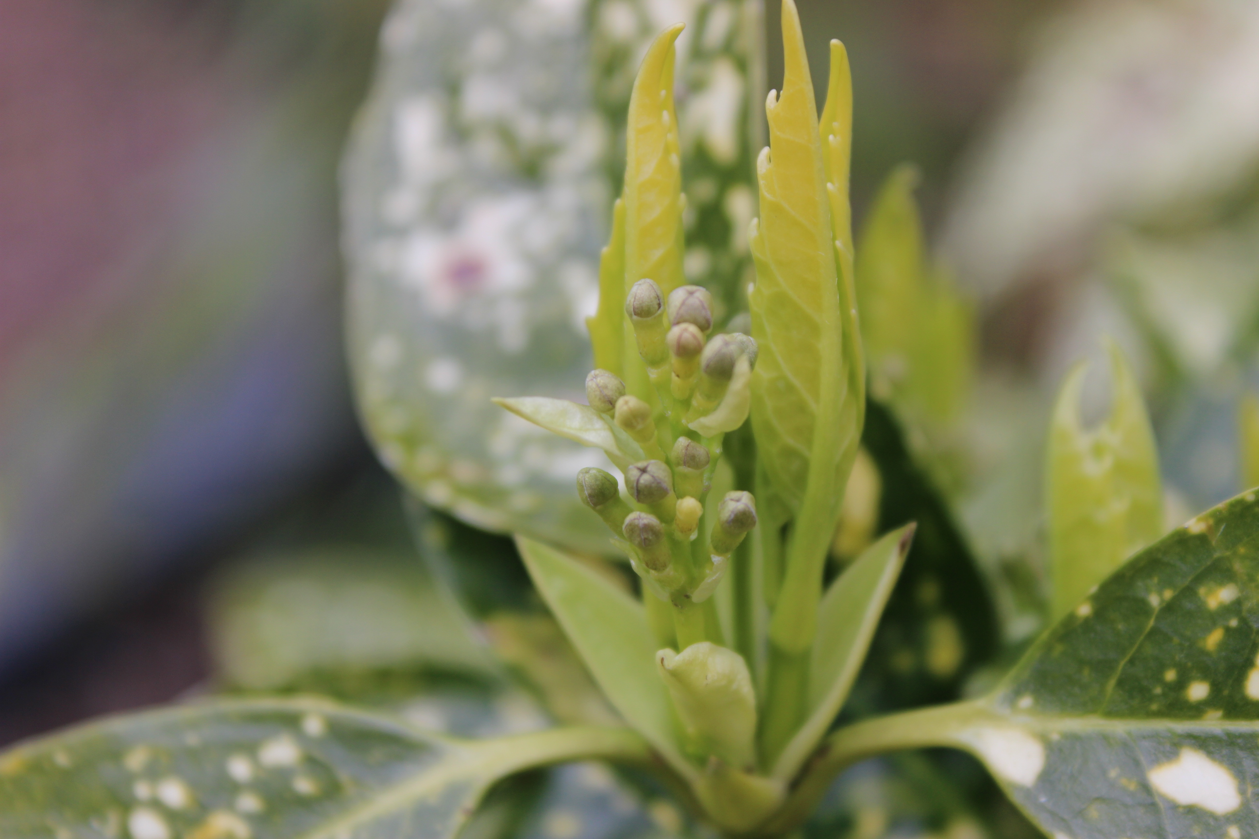 Japanische Aukube - Aucuba japonica