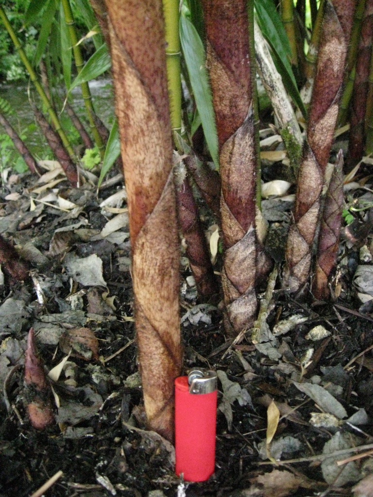 Fargesia robusta Wolong