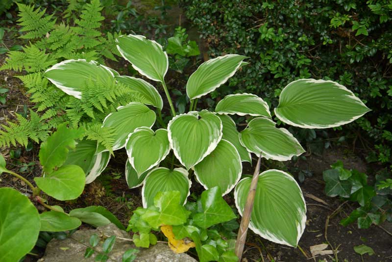 Weißrand-Funkie, Hosta Hybride Francee