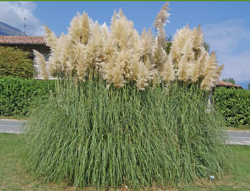 Pampasgras weiß, Cortaderia selloana