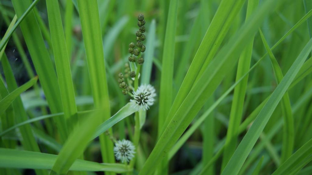 Sparganium erectum, Igelkolben