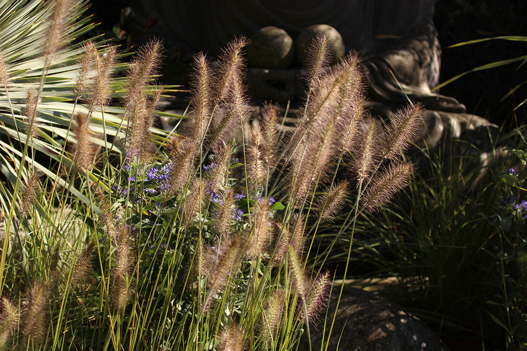 Lampenputzergras , Pennisetum alopecuroides Hameln