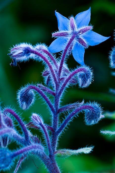 Borretsch, Borago officinalis