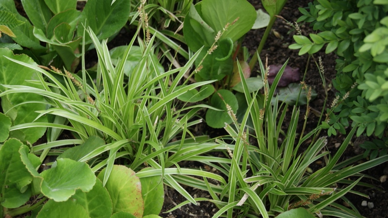 Weißbunte Japan Segge Variegata, Carex morrowii Variegata