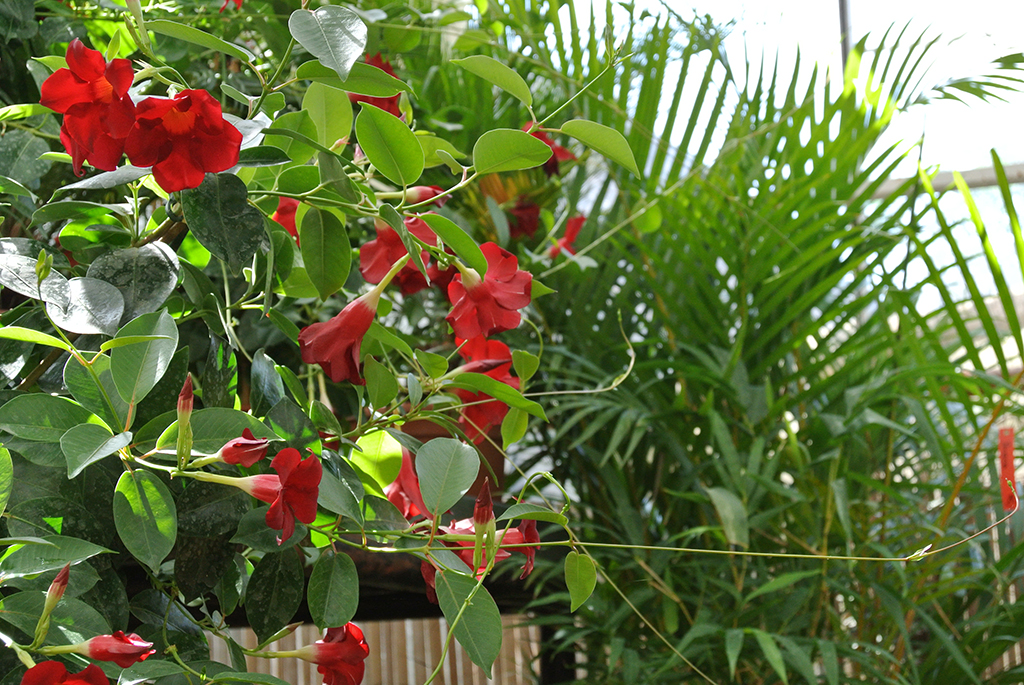 Dipladenia - Mandevilla