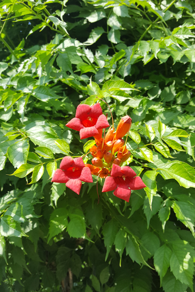 Trompetenblume - Campsis radicans