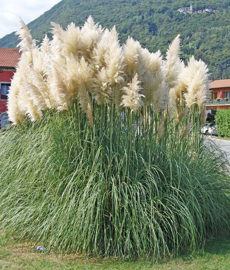 Pampasgras weiß, Cortaderia selloana