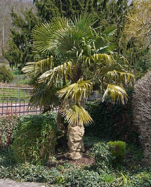 Winterharte Hanfpalme, Trachycarpus fortunei