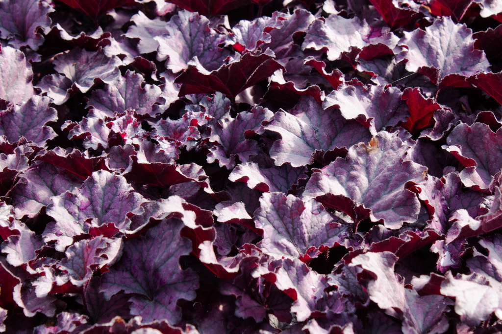 Purpurglöckchen, Heuchera x cult. Forever Purple