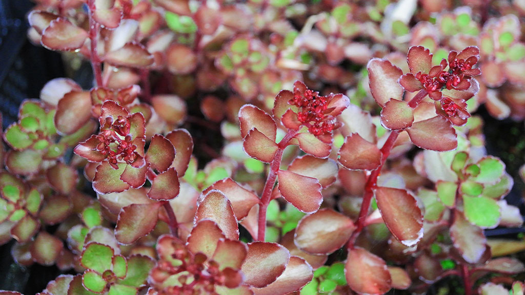 Rotes Teppich-Fettblatt, Sedum spurium Fuldaglut