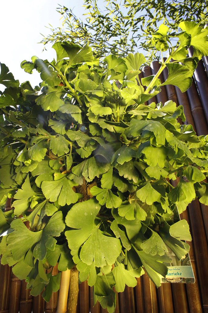 Fächerblattbaum - Ginkgo biloba 'Mariken'