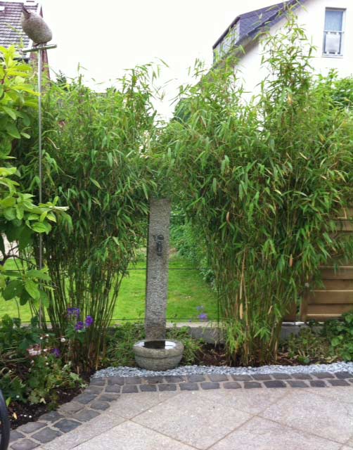 Gartenbambus Standing Stone, Fargesia murielae Standing Stone