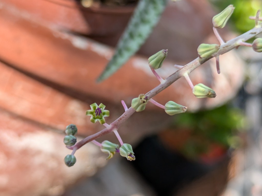 Leopardenlilie, Ledebouria socialis