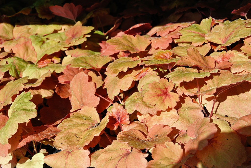 Purpurglöckchen, Heuchera Sweet Tea