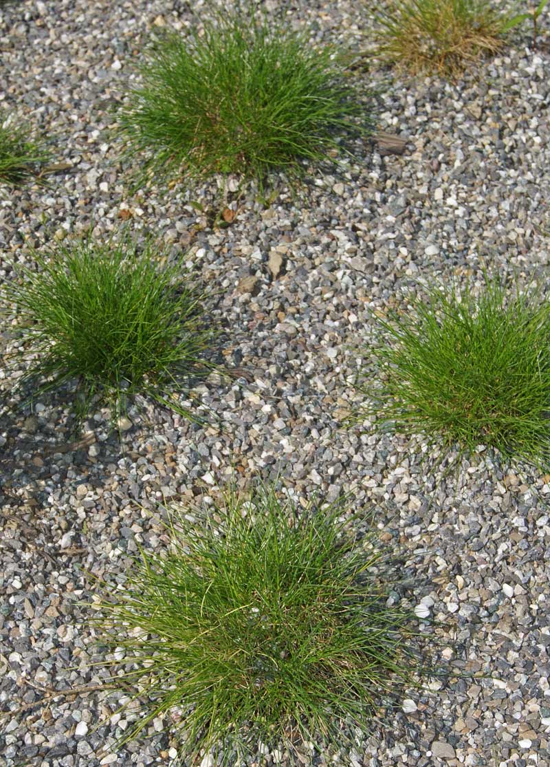 Bärenfell-Schwingel, Festuca gauteri ( scoparia)