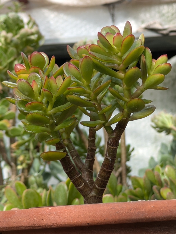 Geldbaum, Crassula ovata