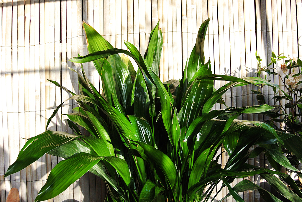 Schusterpalme, Aspidistra Elatior