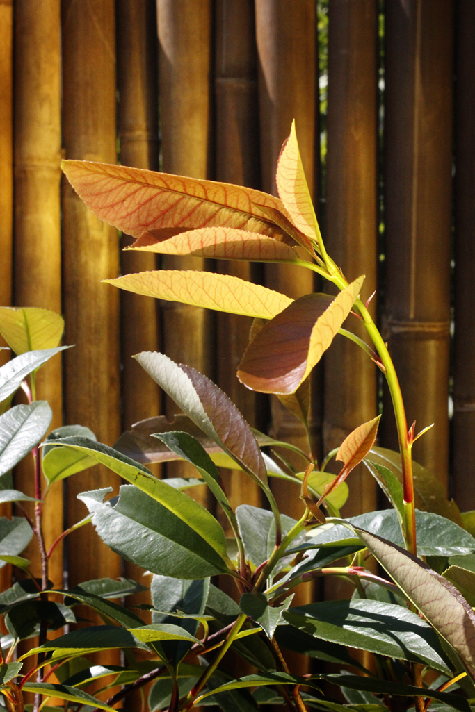 Portugiesischer Kirschlorbeer - Prunus lusitanica angustifolia