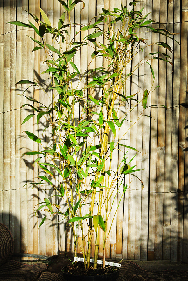 Koi Goldrohr Bambus , Phyllostachys aurea Koi