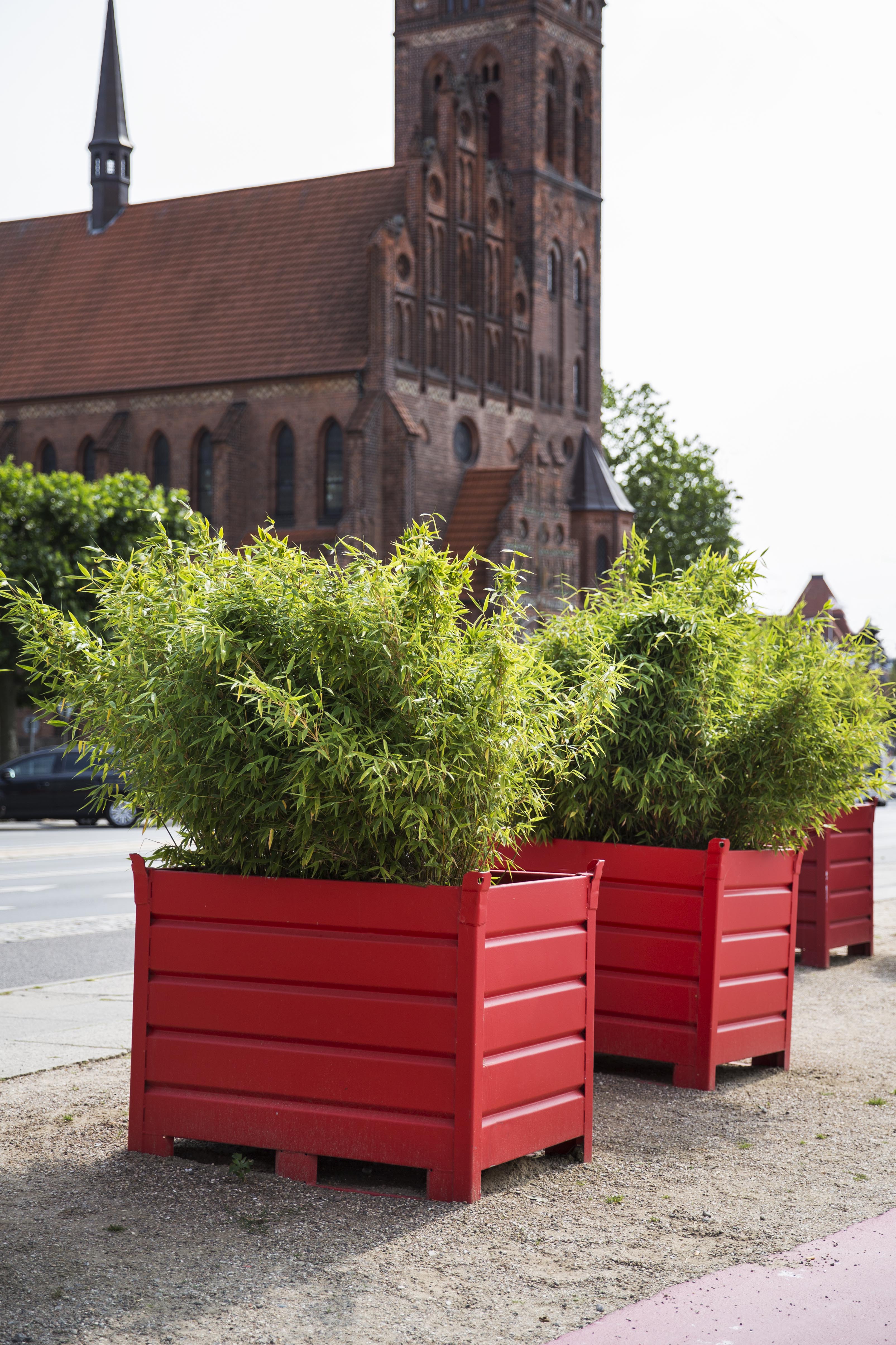 Riesen Gartenbambus, Fargesia murielae Dino