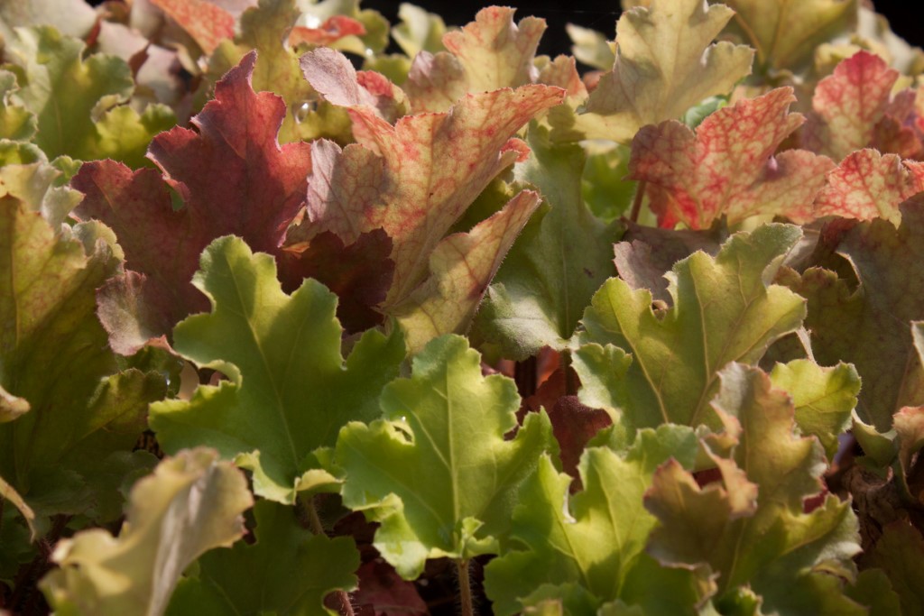 Purpurglöckchen, Heuchera Little Cuties