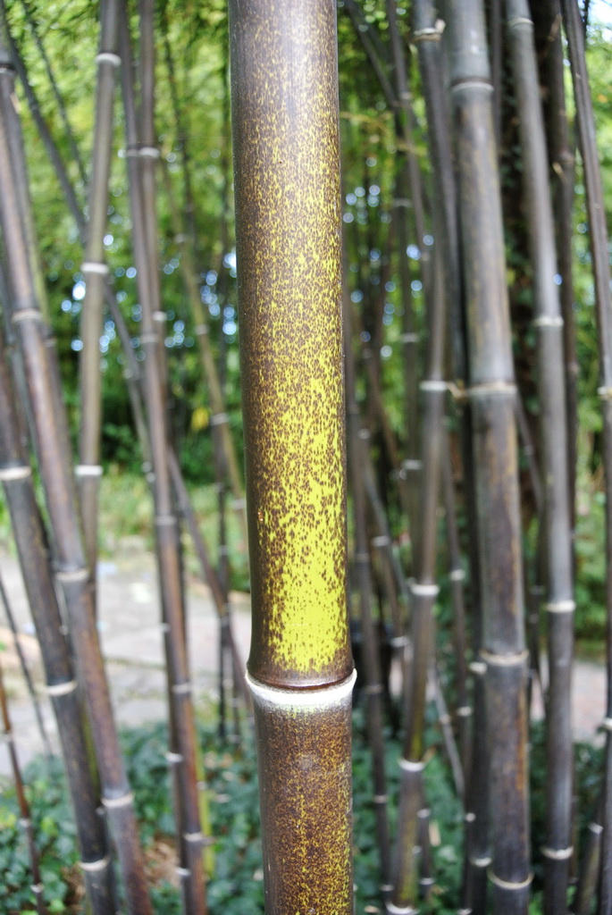 Schwarzer Bambus, Phyllostachys nigra