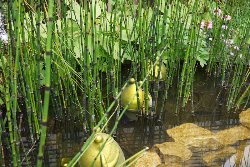 Riesenschachtelhalm, Equisetum hyemale var. robustum