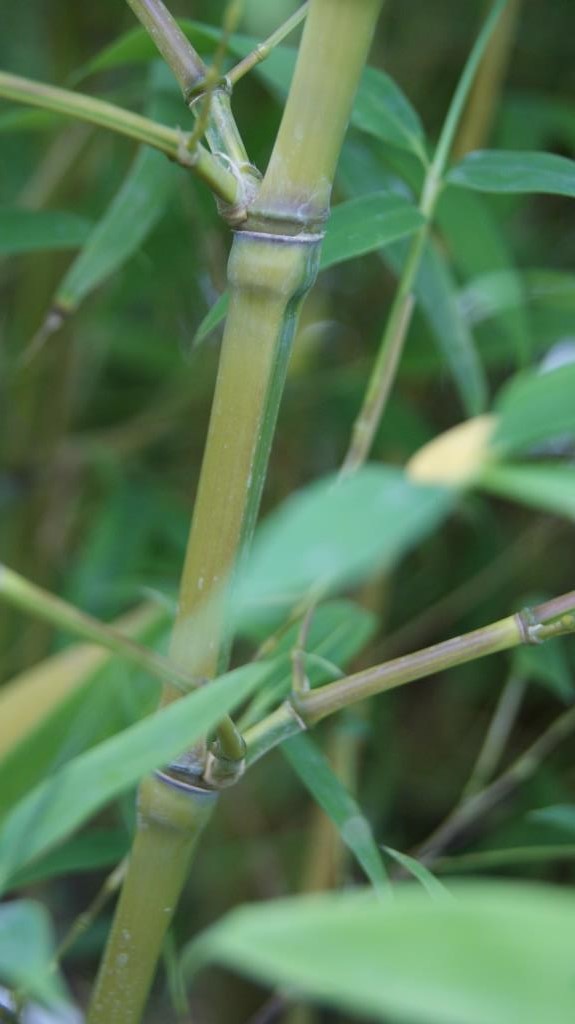 Koi Goldrohr Bambus , Phyllostachys aurea Koi