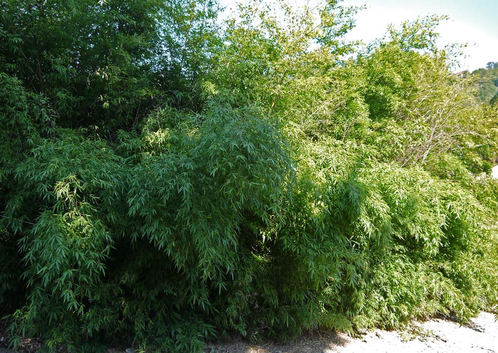 Schwarzer Bambus, Phyllostachys nigra