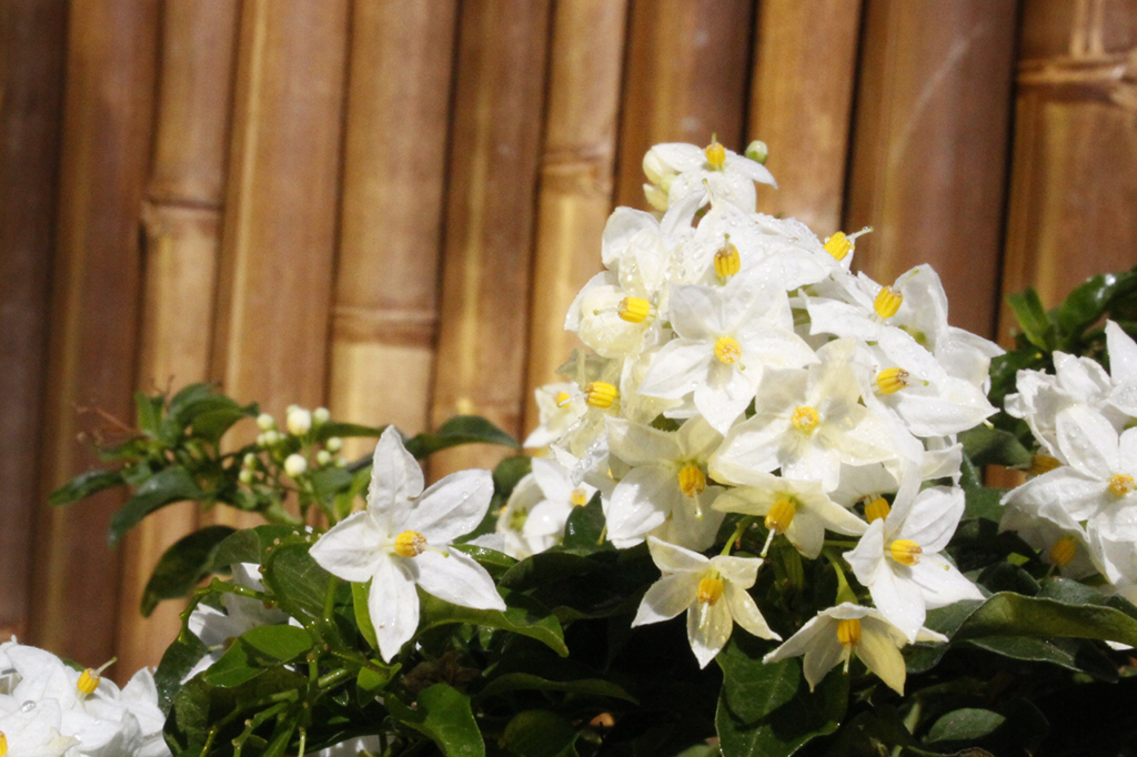 Solanum jasminoides, weißes Solanum