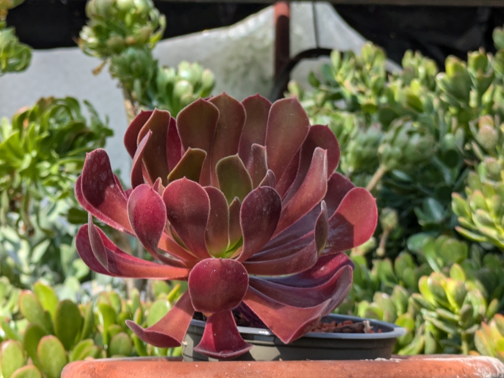 Dunkles Rosettendickblatt, Aeonium Arboreum Atropurpureum