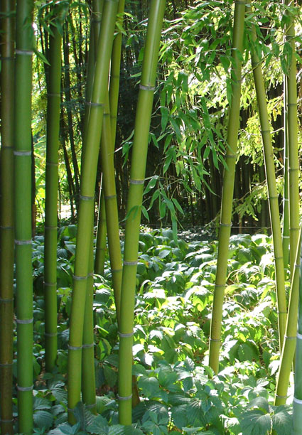 Schöner Bambus, Phyllostachys rubromarginata