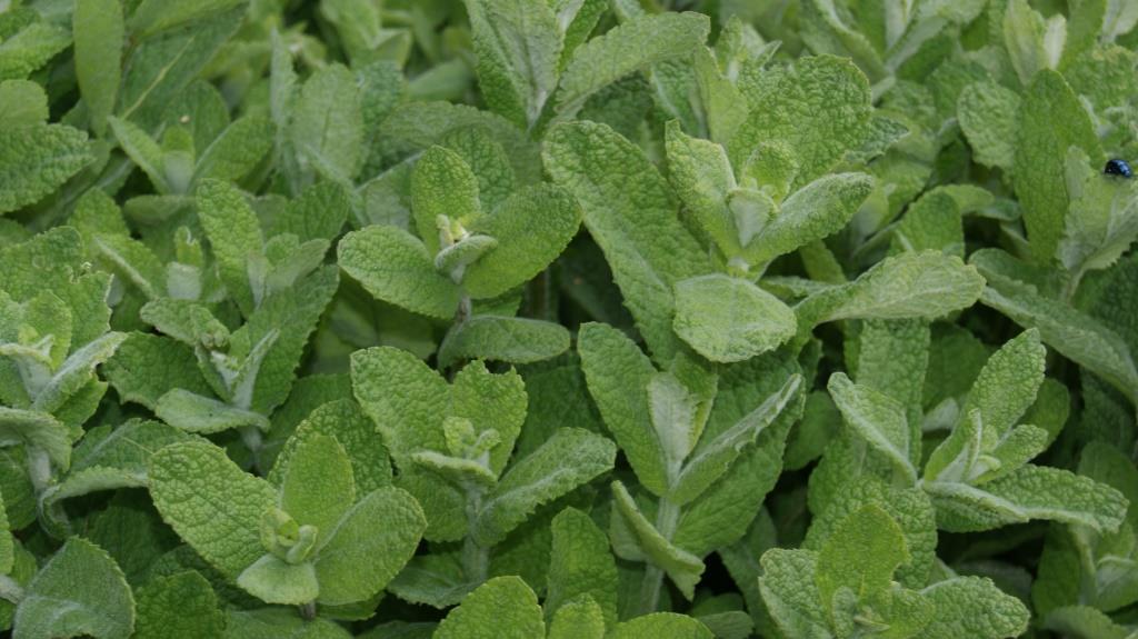 Mentha suaveolens Bowles Apfelminze