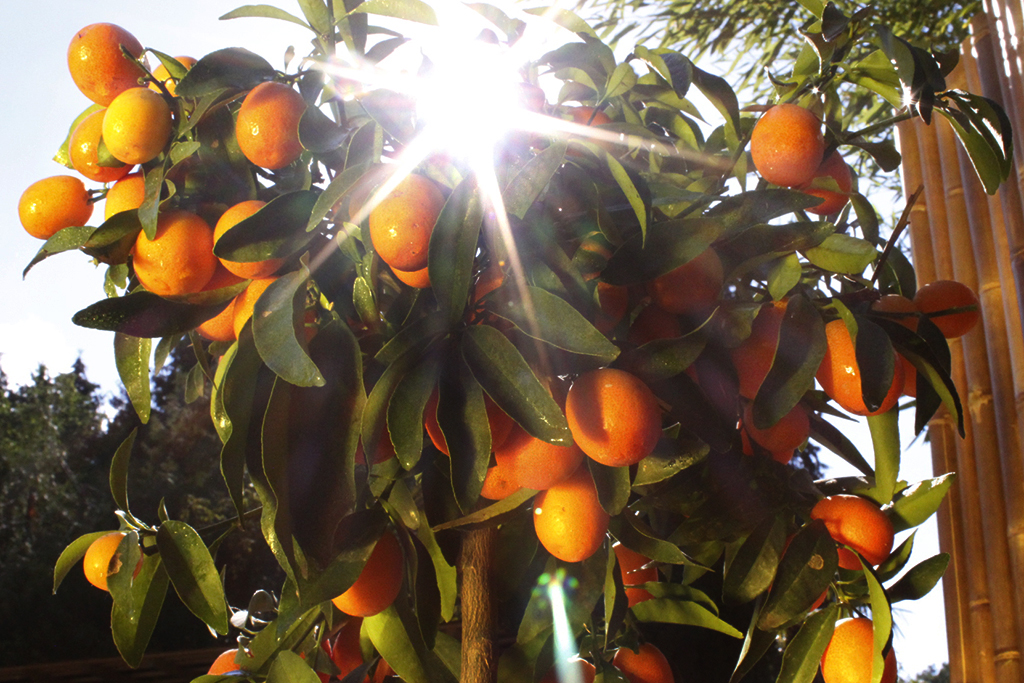 Citrofortunella mitis, Calamondin