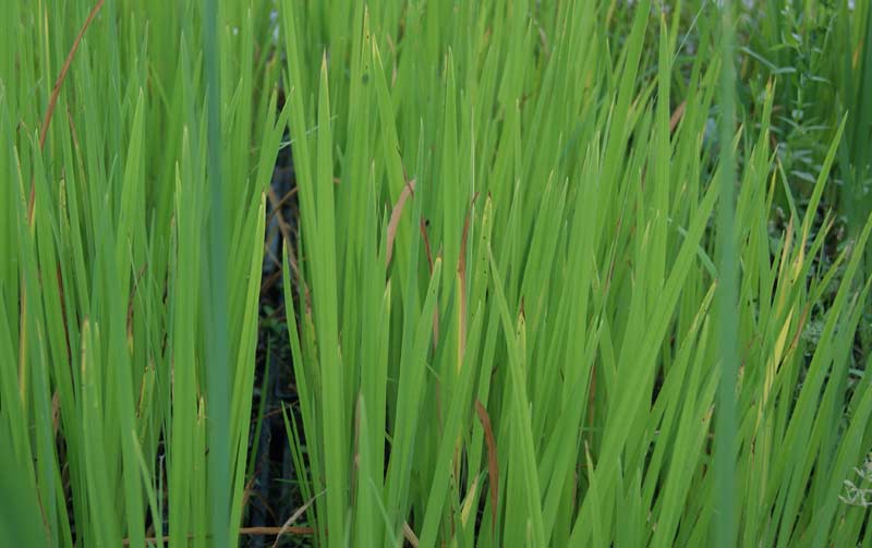 Acorus calamus, Kalmus